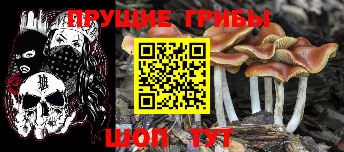 Псилоцибиновые грибы мицелий Великий Новгород